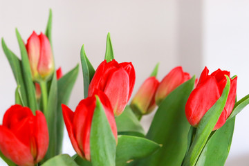 Colorful tulips In the spring