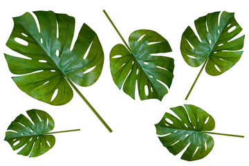 leaf with White Background 