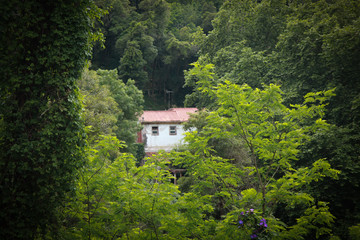 mountain house surrounded by trees