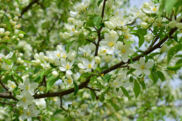 The blossoms of wild apple trees. 