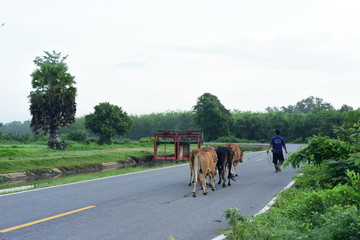 Fototapeta na wymiar View of the road and herd of cows, with rice fields growing in green fields.
