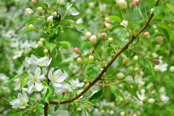 Apple branches are blooming. White flowers and pinkish buds.