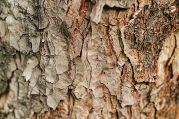 Closeup macro dry tree bark texture background
