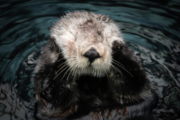 Sea otter posing in the water