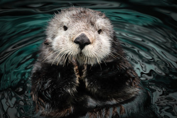 Sea otter posing in the water - 351223261