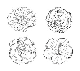Set of hand drawn black and white flowers, vector illustrations