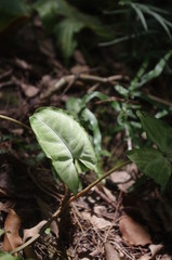 Plant under the sun shine