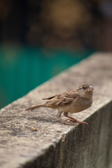 Sparrow ready to fly