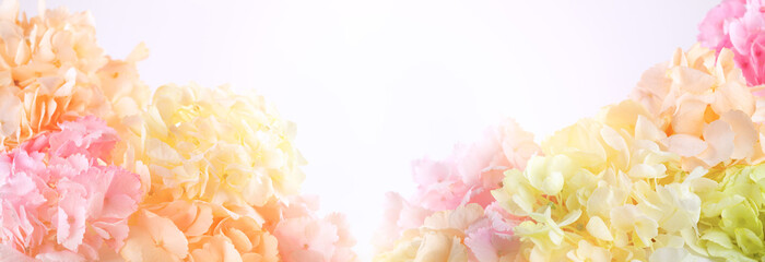 Bouquets of beautiful hydrangea