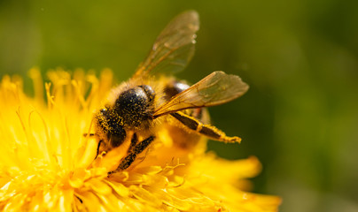 Honey bee covered with yellow pollen collecting nectar from dandelion flower. Important for environment ecology sustainability. Copy space