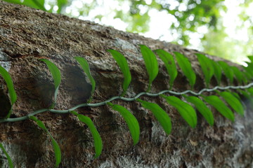 moss on tree