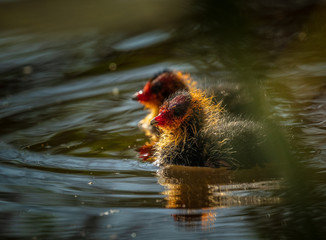 baby wild duck in the water