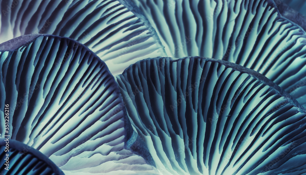 Poster close up beautiful bunch mushrooms in neon ligh background pattern for design. macro photography vie