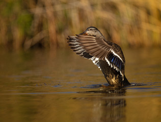 Duck spreading wings