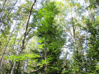 Summer forest. Green trees and blue sky