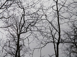 Bare autumn trees in the forest