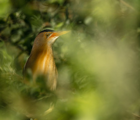 Least Bittern