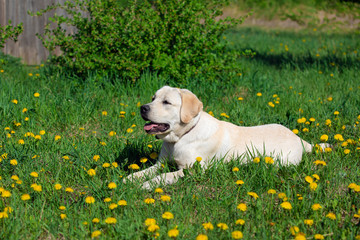 Close up portrait of Labrador dog lying on grass among dandelions, in nature.