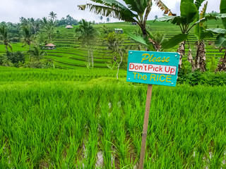 View on rice terraces Jatiluwih, Bali, Indonesia