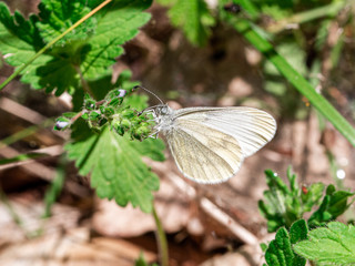 Biały Motyl (White Butterfly) 