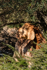 Goat stands in the shade of an olive tree