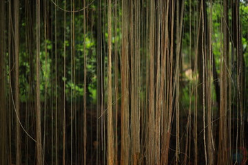 Obraz na płótnie Canvas Hair of the Forest