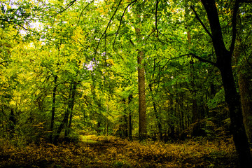 autumn forest in the morning
