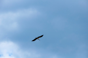 Birds fly against the blue sky and white clouds. Beautiful natural background.