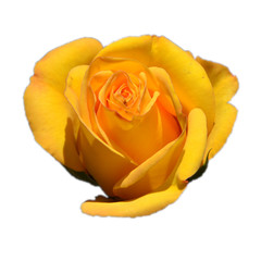 yellow rose isolated on white