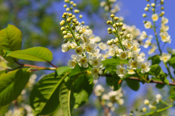 blossoming apple tree