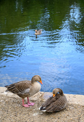 Greylag geese on a lake in Kelsey Park, Beckenham, Greater London. Two geese on the bank and one swimming. There are many greylag geese in Kelsey Park, Beckenham, Kent. Greylag goose (Anser anser), UK