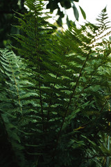 Fern in the garden at the cottage with blurry background