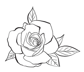 Rose with leaves flower, hand drawn vector illustrations