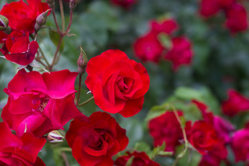 Closeup of red roses in a public garden