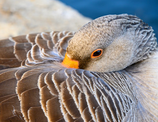 Greylag goose in Kelsey Park, Beckenham, Greater London with its head tucked into its wing. Greylag...