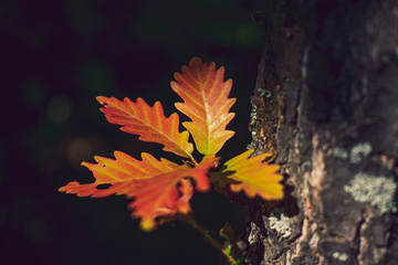 autumn leaves on a tree