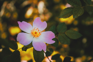 pink magnolia flower
