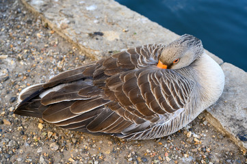 Greylag goose in Kelsey Park, Beckenham, London. A greylag goose sits by the lake with its head tucked into its wing. Greylag geese are common in Kelsey Park. Greylag goose (Anser anser), UK.