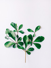 Green leaves on branch isolated on white background.