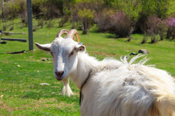 goat on the meadow