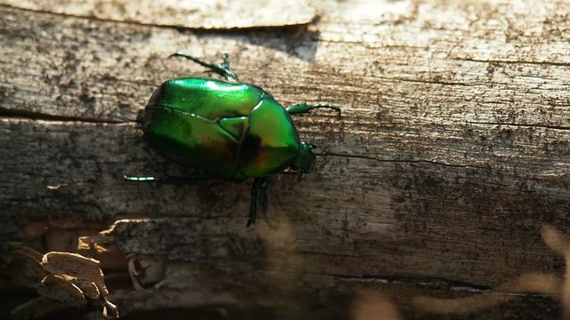 Beautiful metallic green scarab bug known as the June Beetle (Cetonia aurata) crawling on the cutted tree trunk in the forest. Illuminated by sunlight. Close-up.