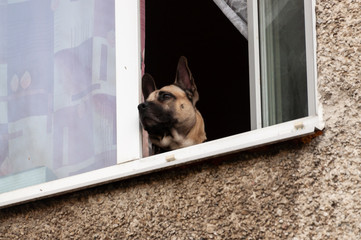 the dog looked out the open window into the street