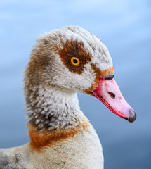 Egyptian goose in Kelsey Park, Beckenham, Greater London. Close up of the head of an Egyptian goose. Egyptian geese are common in Kelsey Park, Beckenham. Egyptian goose (Alopochen aegyptiaca), UK.
