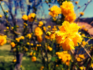 Beautiful spring flowers from the cherry tree, edited from home with basic struments.
