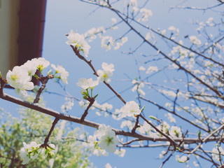 Beautiful spring flowers from the cherry tree, edited from home with basic struments.
