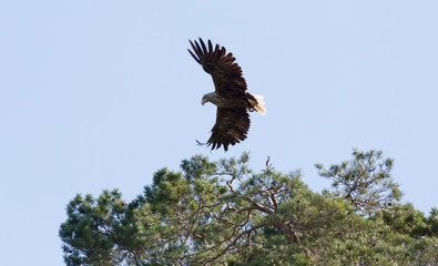 White-tailed eagle in flight