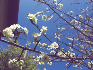 Beautiful spring flowers from the cherry tree, edited from home with basic struments.

