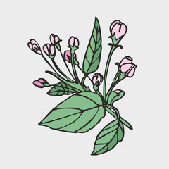 Vector drawing of flowers and leaves of Apple trees, hand-drawn illustration. Blooming Apple tree. Branch with flower buds. The first spring flowers. isolated background