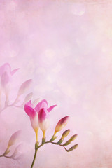 Pink Freesia against a soft pink background with free space for text.