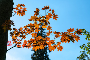 Fresh red maple leaves with backlight